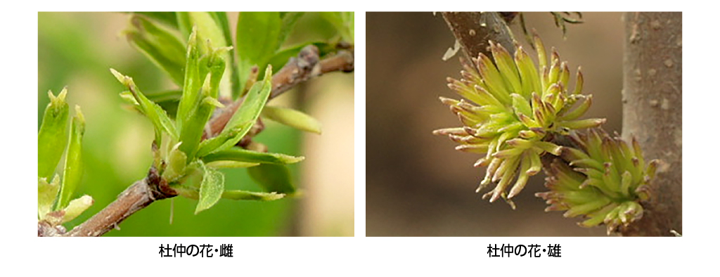 （画像左）杜仲の花、（画像右）雌　杜仲茶の花・雄