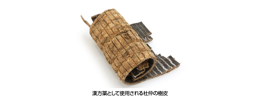 漢方薬として使用される杜仲の樹皮