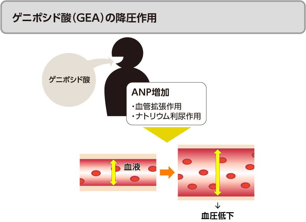 ゲニポシド酸（GEA）の降圧作用