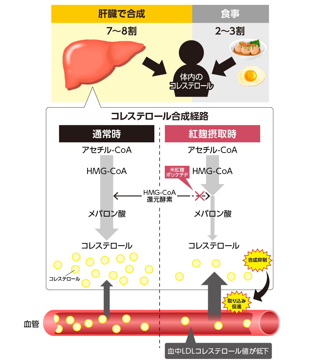 肝臓で合成（7～8割）
食事（2～3割）
体内のコレステロール

コレステロール合成経路
通常時
アセチル-CoA
HMG-CoA
メバロン酸
コレステロール

紅麹摂取時
アセチル‐CoA
HMG-CoA
米紅麹ポリケチド
HMG-CoA還元酵素
メバロン酸
コレステロール
取り込み促進（合成抑制）
血中LDLコレステロール値が低下
