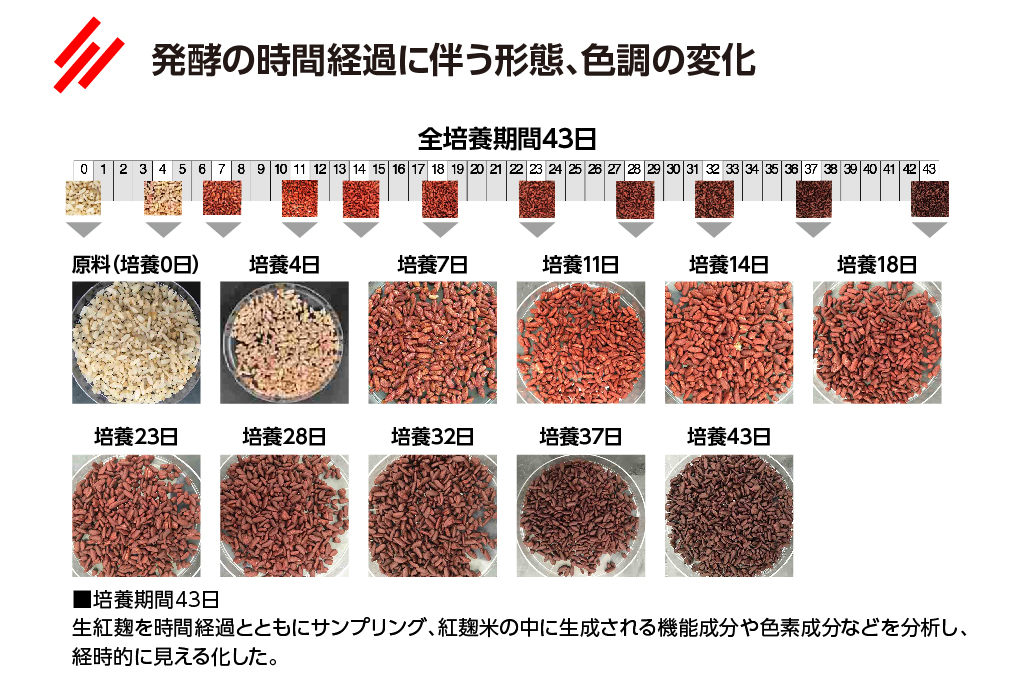 発酵の時間経過に伴う形態、色調の変化
全培養期間43日

培養期間43日
生紅麹を時間経過とともにサンプリング、紅麹米の中に生成される機能成分や色素成分などを分析し、経時的に見える化した。