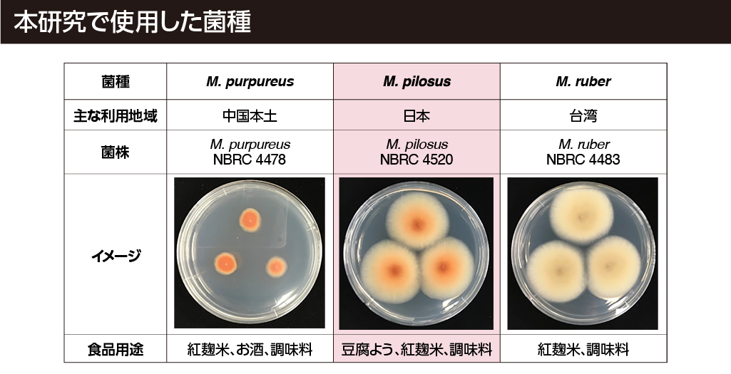 本研究で使用した菌種
M.purpureus 中国本土
M.pilosus 日本
M.ruber 台湾