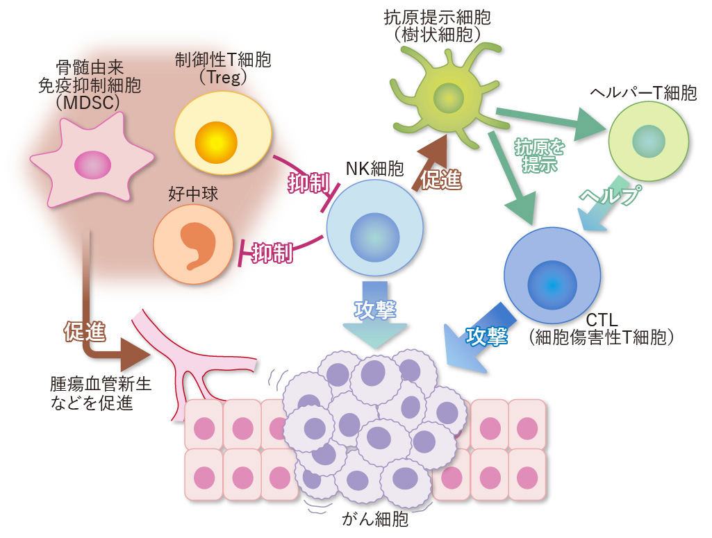 がん免疫応答におけるNK細胞の役割