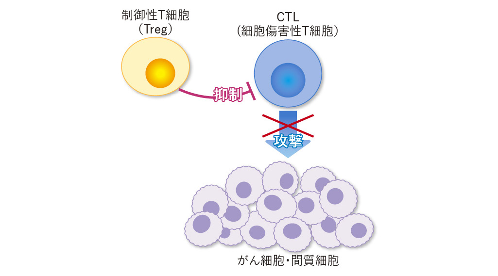 制御性T細胞とがん細胞との関係