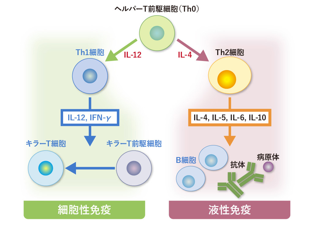 ヘルパーT細胞の働き