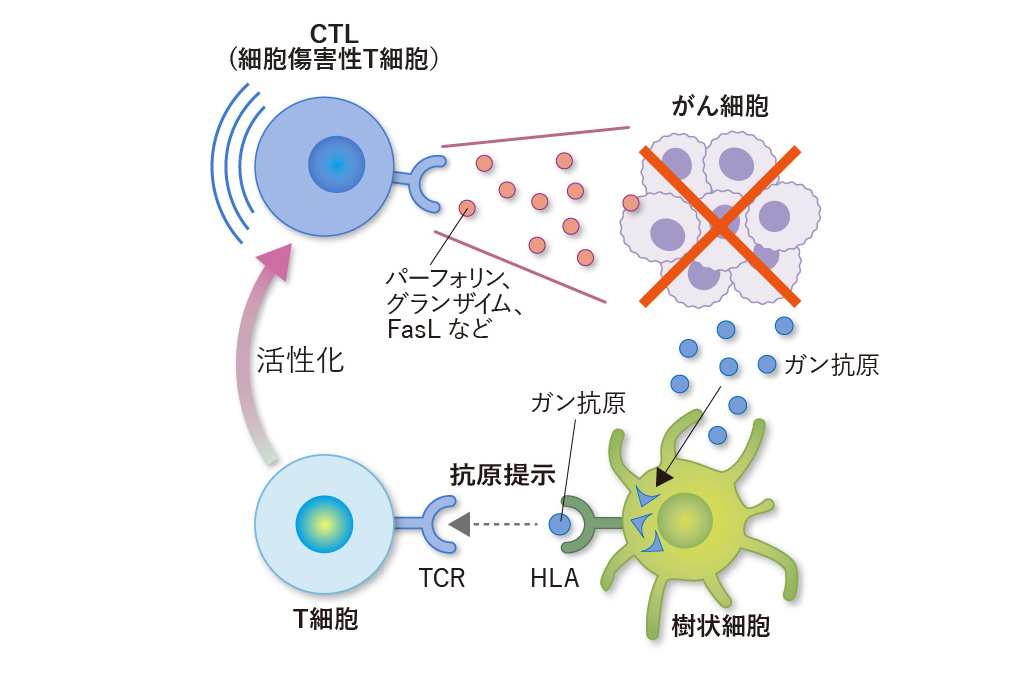 CTL（細胞傷害性T細胞）ががん細胞を攻撃するしくみ