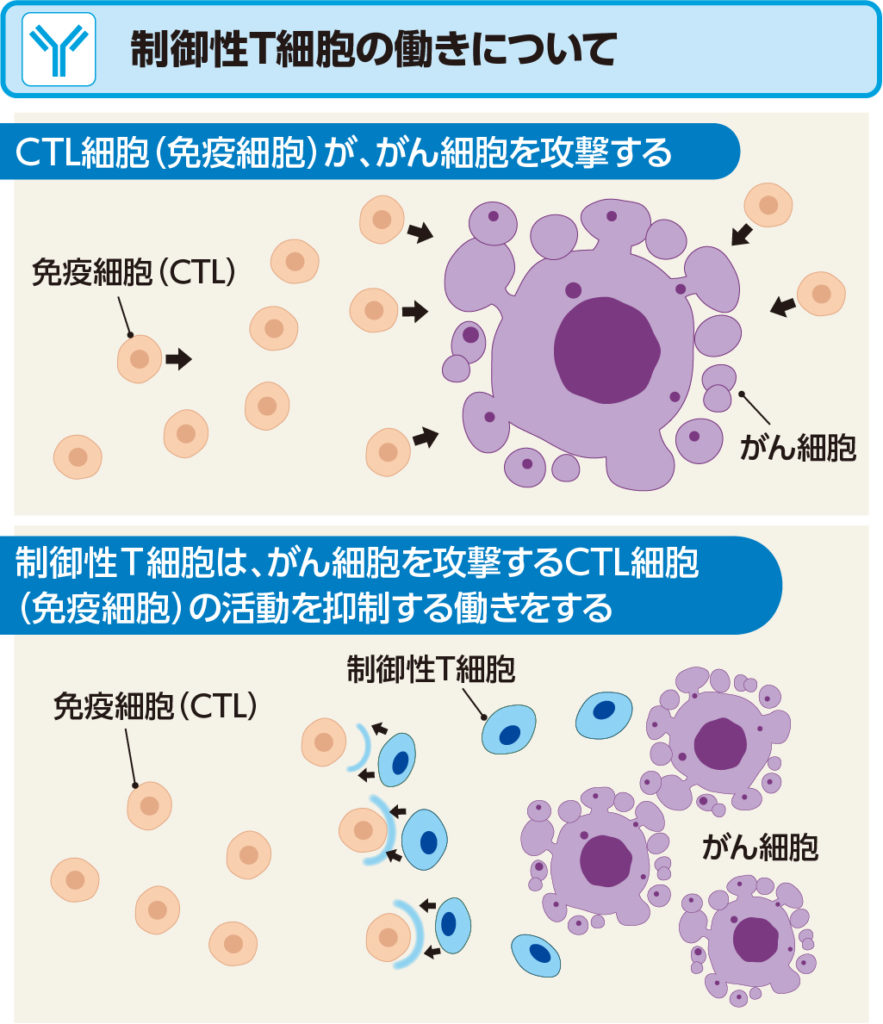 CTL細胞（免疫細胞）が、癌細胞を攻撃する。
制御性T細胞は、がん細胞を攻撃するCTL細胞（免疫細胞）の活動を抑制する働きをする。