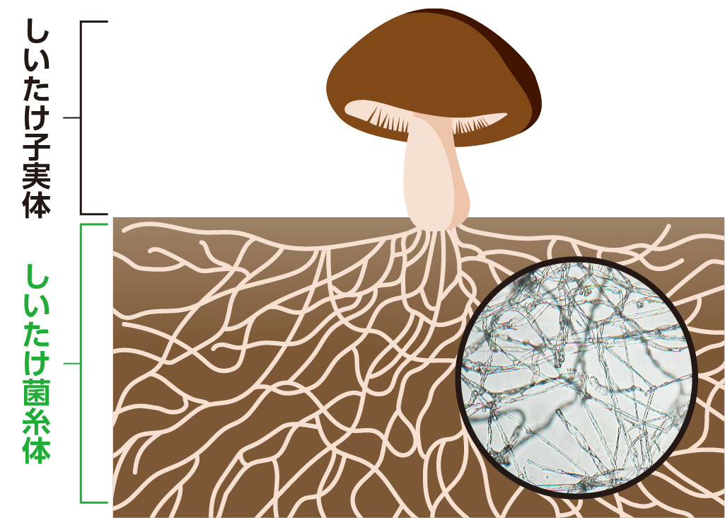 シイタケ菌糸体は私たちが普段食べているシイタケの笠の部分（子実態）とは別のもので、糸状の形をしていることから菌糸体と呼ばれます。